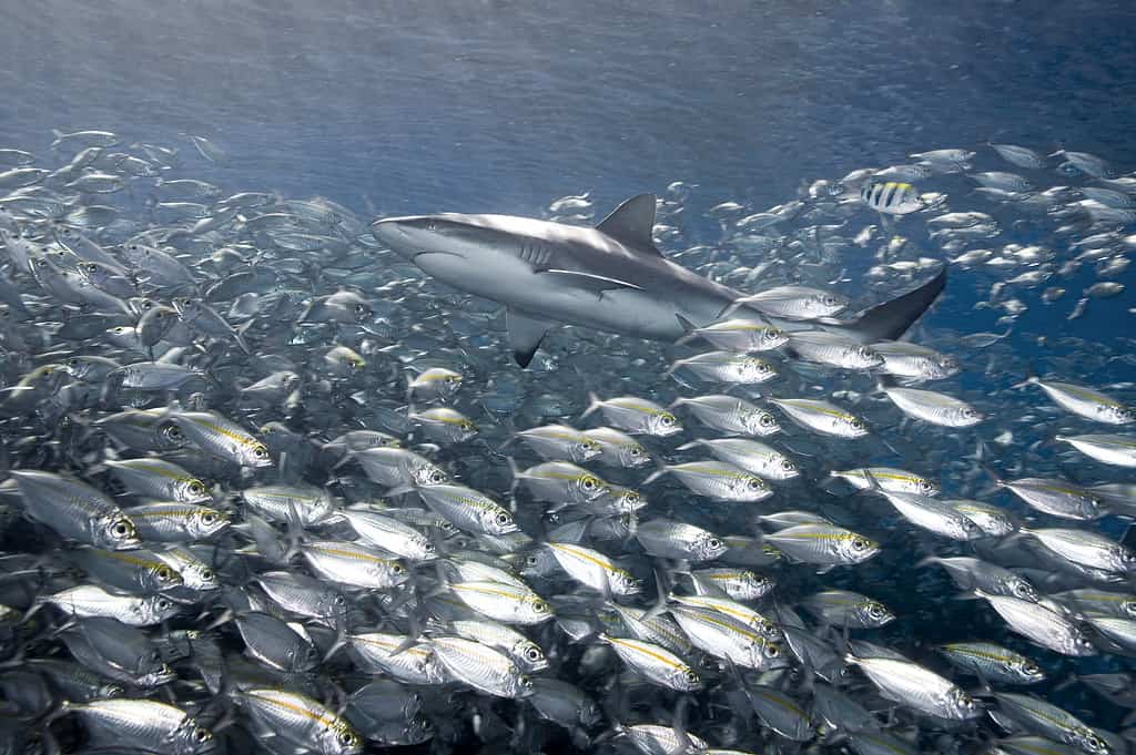 Grey Reef Shark, Carcharhinus amblyrhynchos