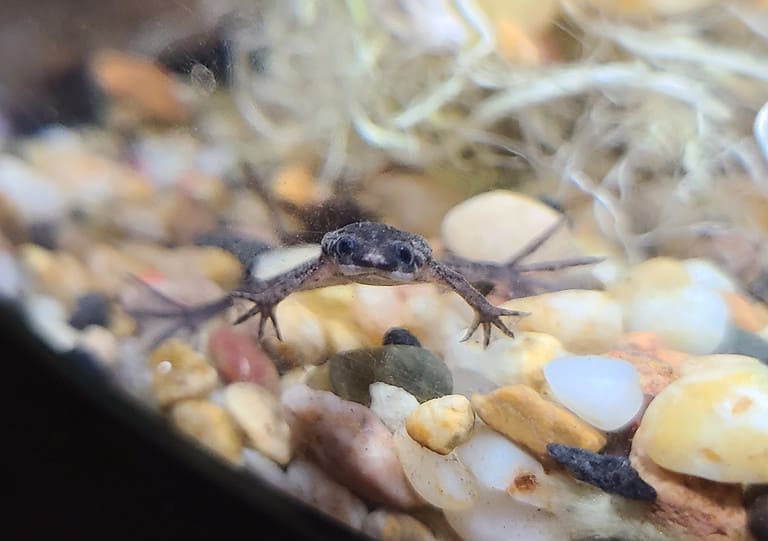 African dwarf frog close up