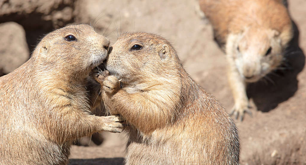 Pair of Prairie Dogs (Cynomys) exchanging loving effusions and appearing to be kissing