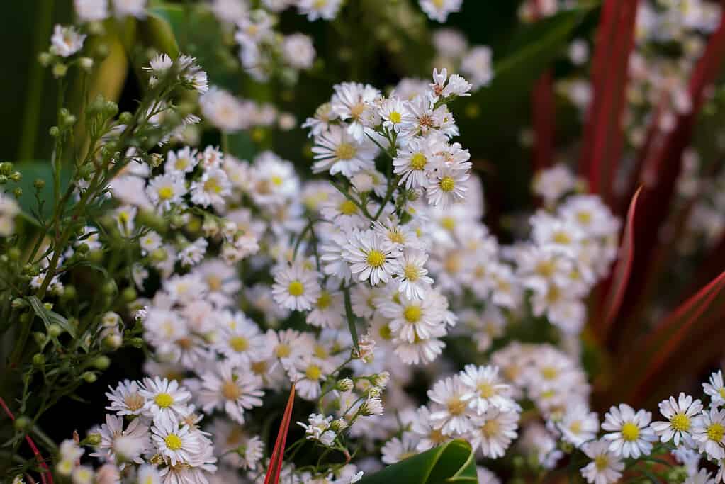 Symphyotrichum ericoides flower is a true herb and belongs to the Asteraceae family.