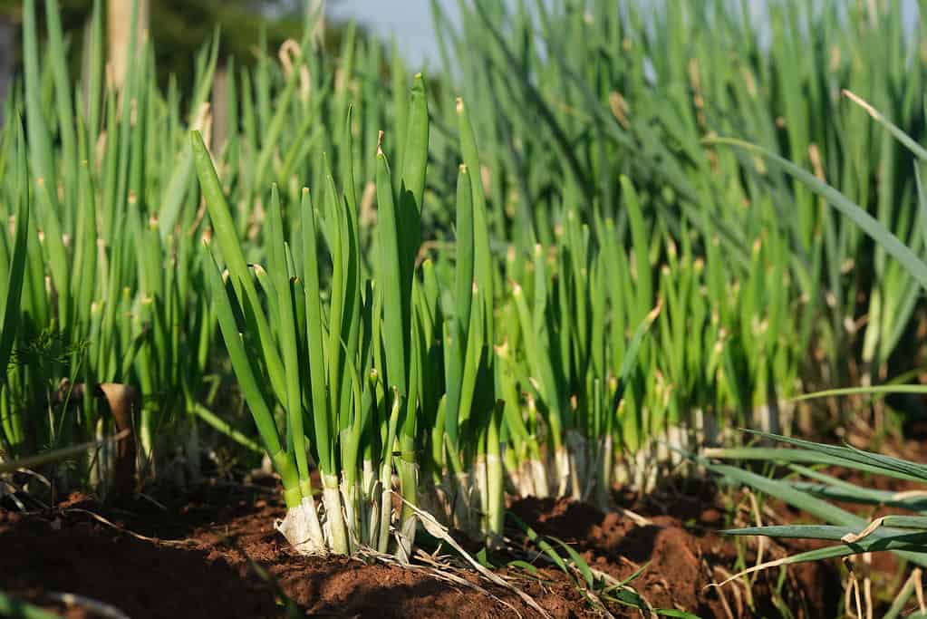 homegrown chives in sunny afternoon