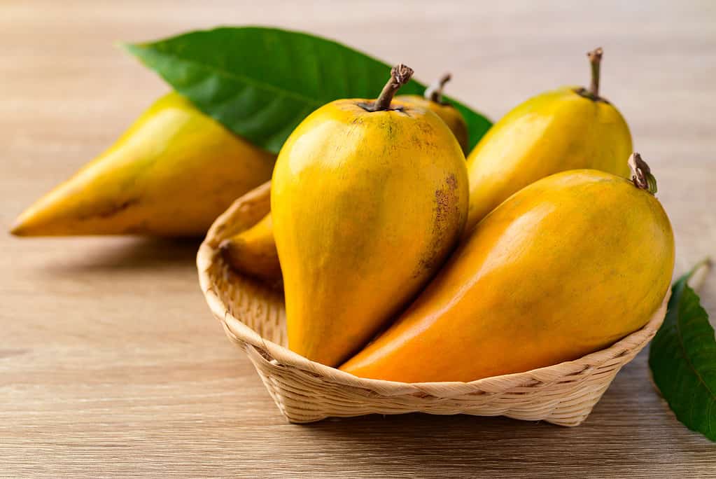 Canistel fruit or Eggfruit