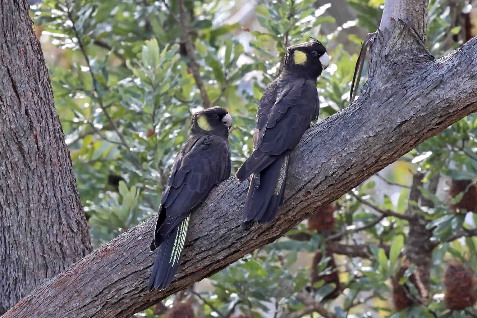 Cockatoo Colors: Rarest to Most Common - A-Z Animals