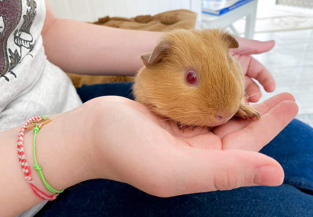 Portrait of orange guinea pig with red eyes in hands. 