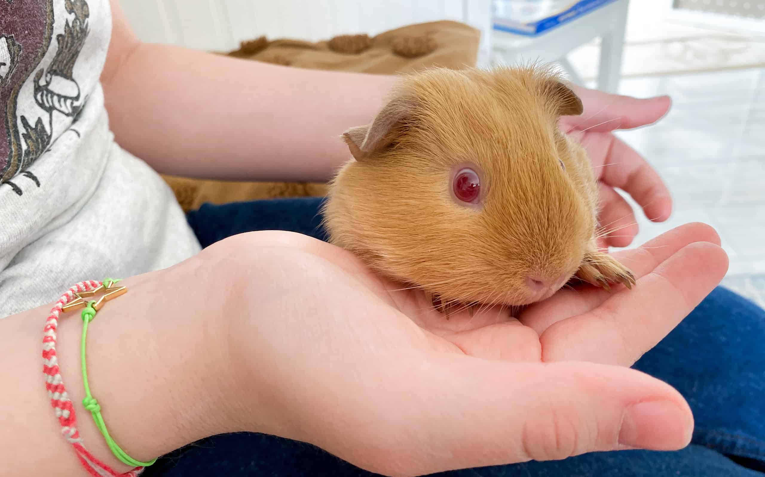 Portrait of orange guinea pig with red eyes in hands. Breeding and care of pets, domestic animals