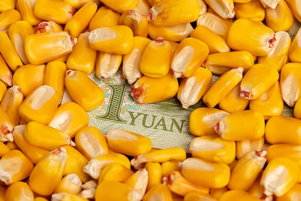 Corn kernels and China yuan money. Chinese agriculture trade, imports and farming concept