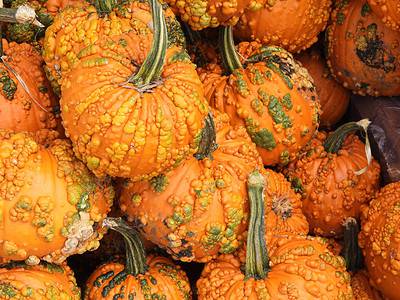 A 6 Clear Signals Your Pumpkins Are Ready to Be Harvested (Plus Tips on Storing Them) 