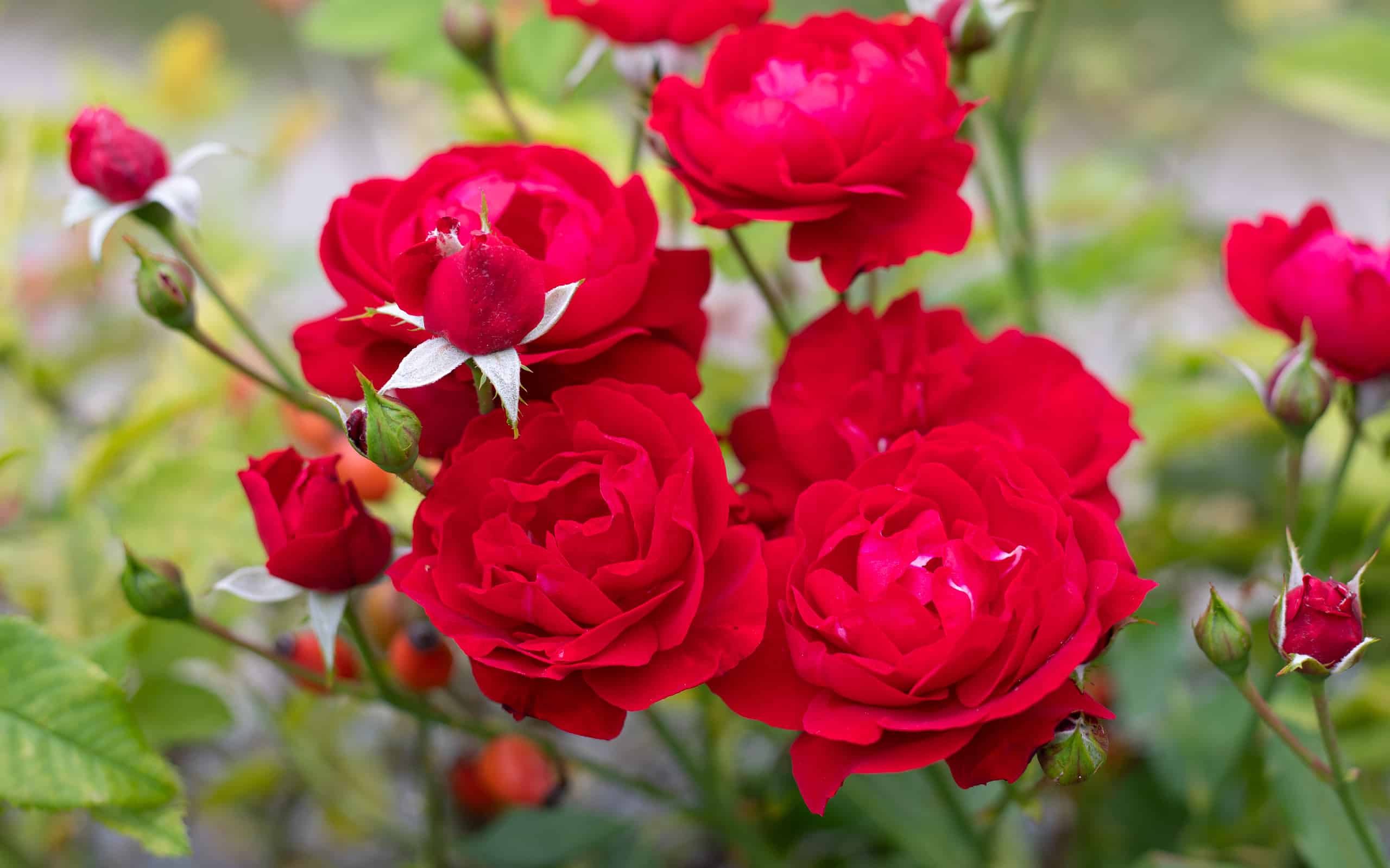 Red roses in a sunny garden
