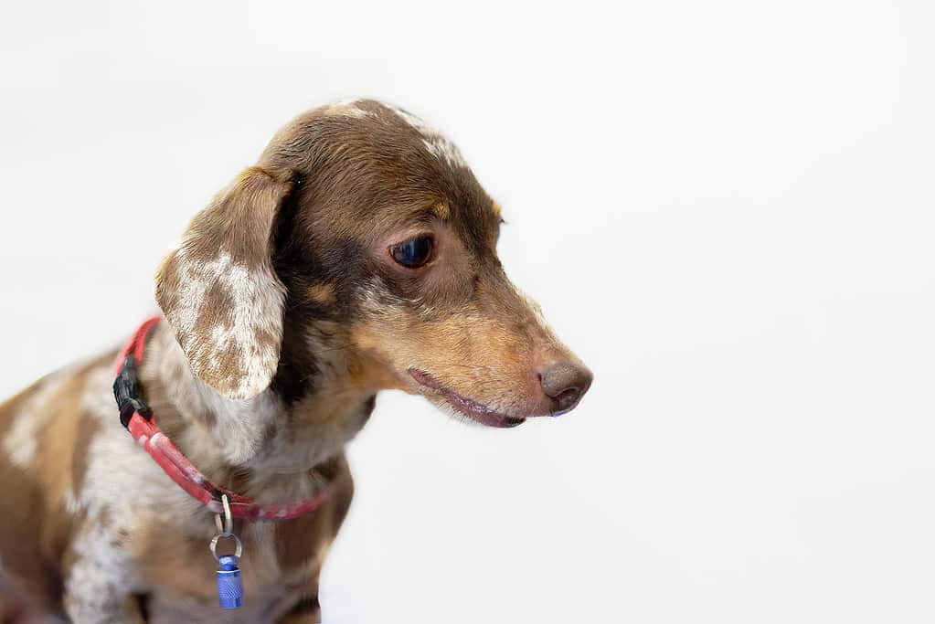 Portrait of a spotted dachshund in close-up, highlighted on a light white gray background