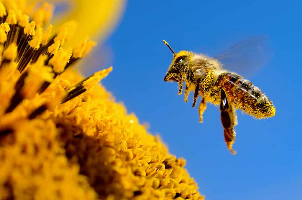 A bee flies over a sunflower, pollinates and collects honey