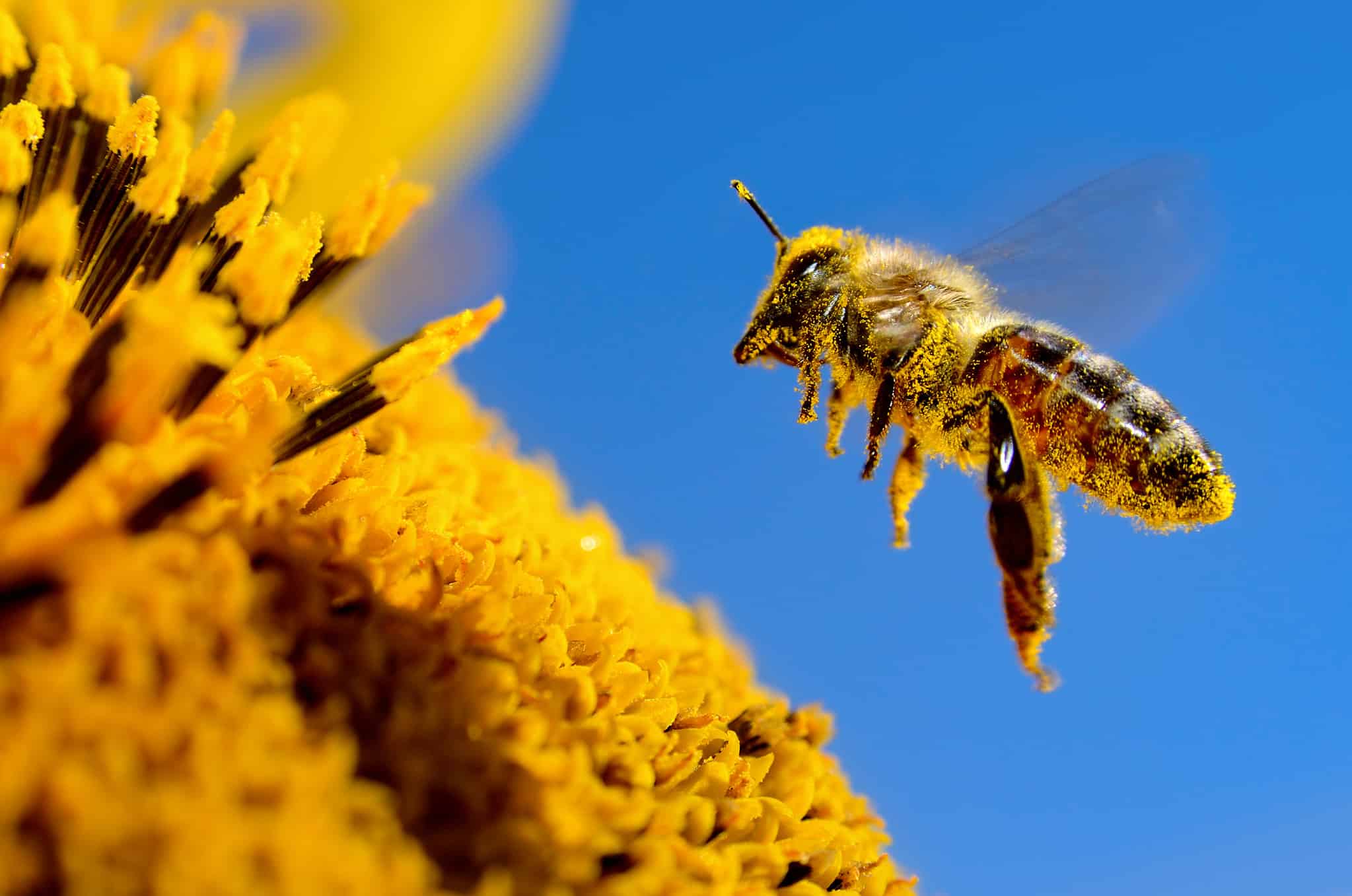 4-loud-bugs-that-make-noise-at-night-a-z-animals