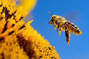 Discover Five Colors That Attract Bees Picture