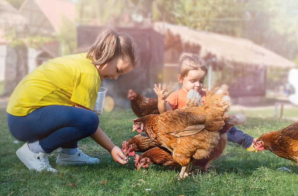 Children feed chickens