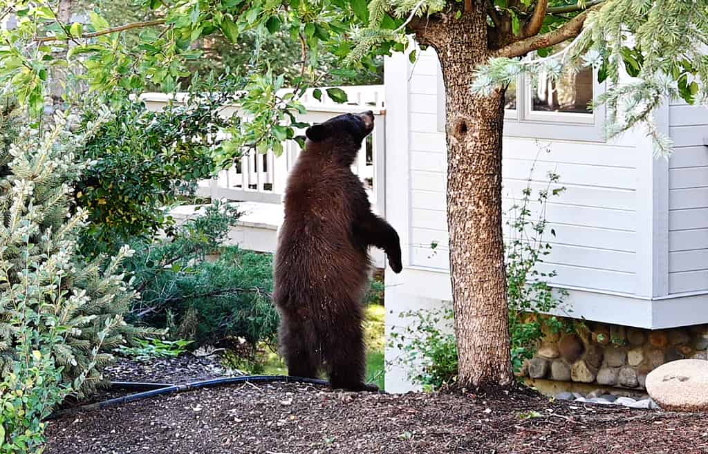 Black bears break into homes