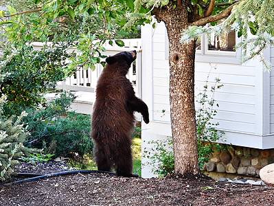 A A Black Bear Chases Family Dog… Until Dad Comes to the Rescue!
