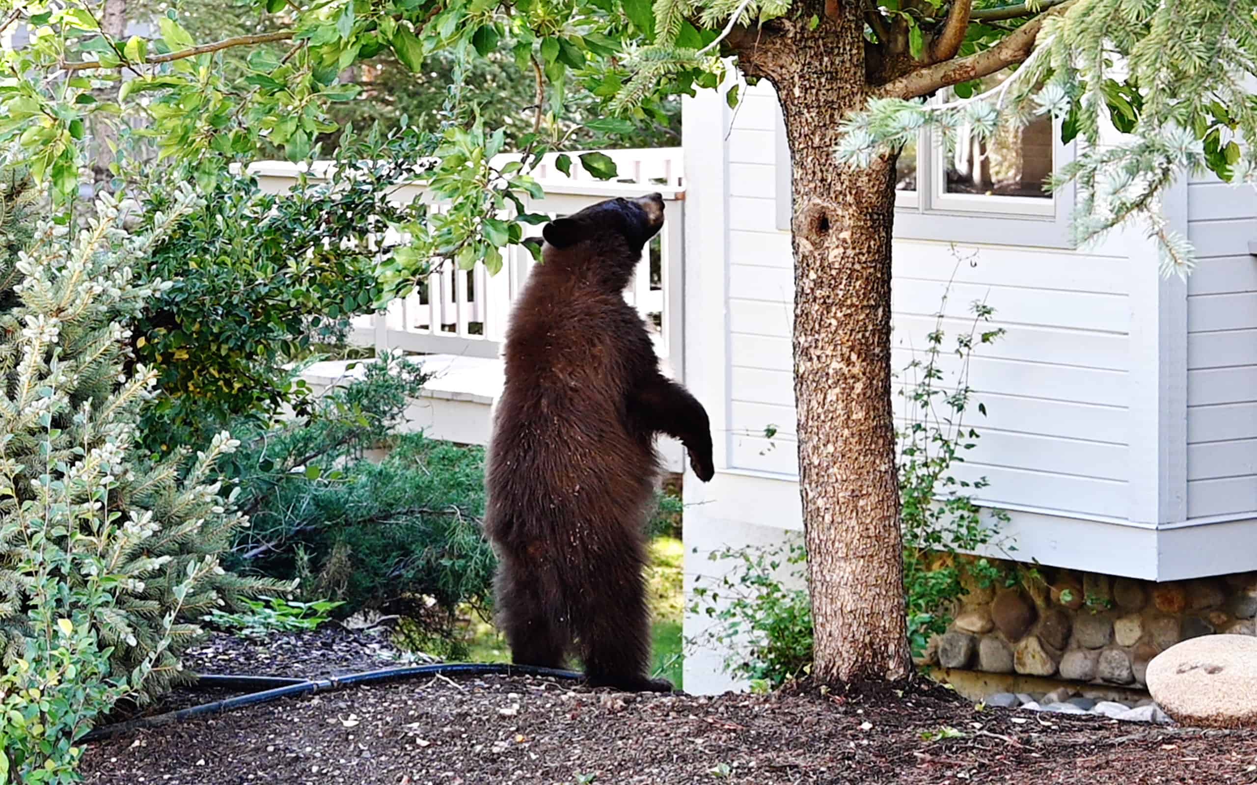 Black bears break into homes