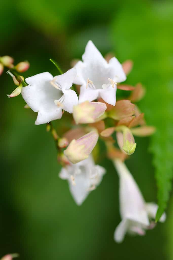 Zabelia biflora (Toutsukubaneutsugi), white flower branch in the forest. Close up macro photograph.