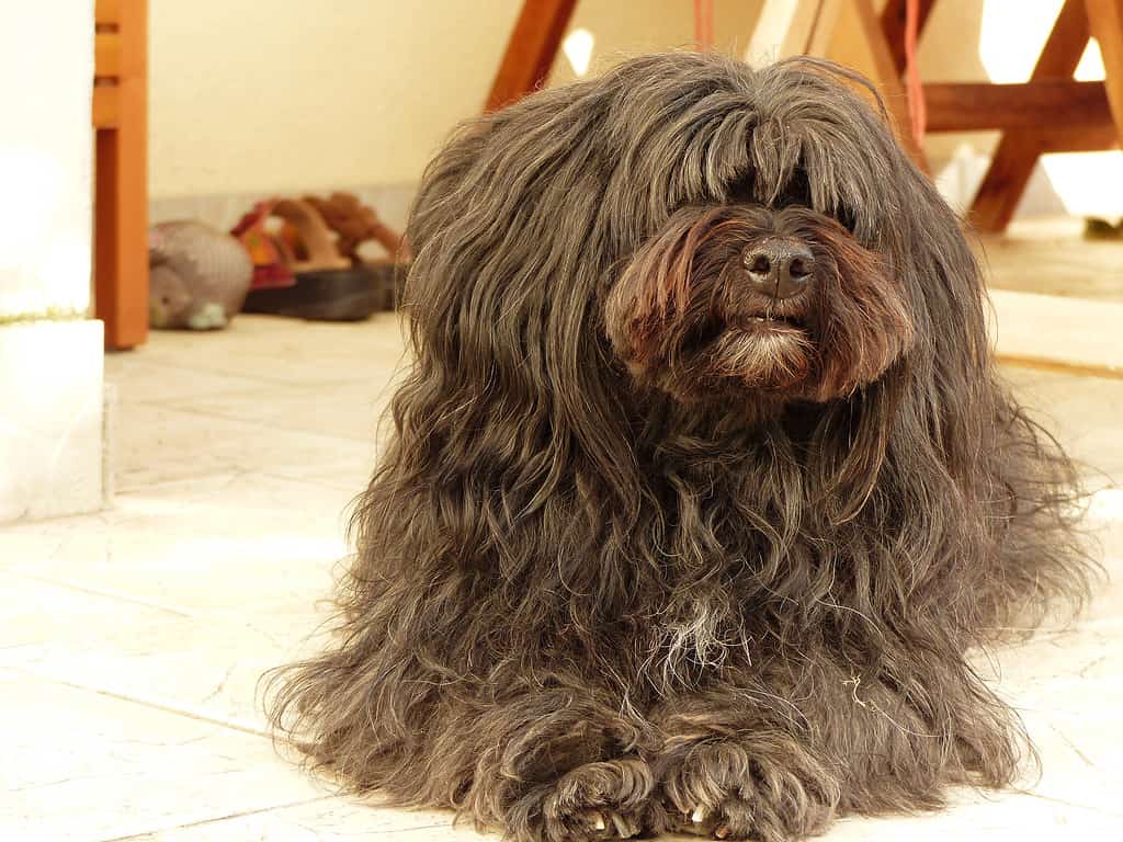 Posing senior havanese dog on a terrace