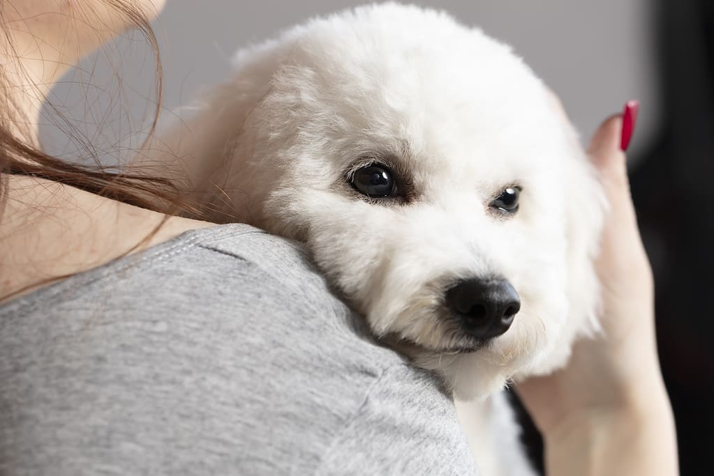 A bichon dog lies on a man's shoulder.