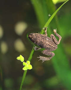 African Dwarf Frog Tank Size: Picking the Right One for Your Pet photo