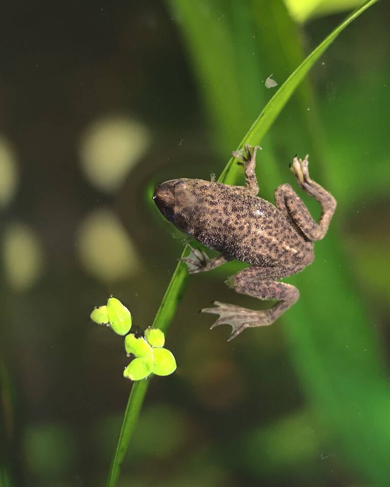 Closeup of an African Dwarf Frog swimming in the lake