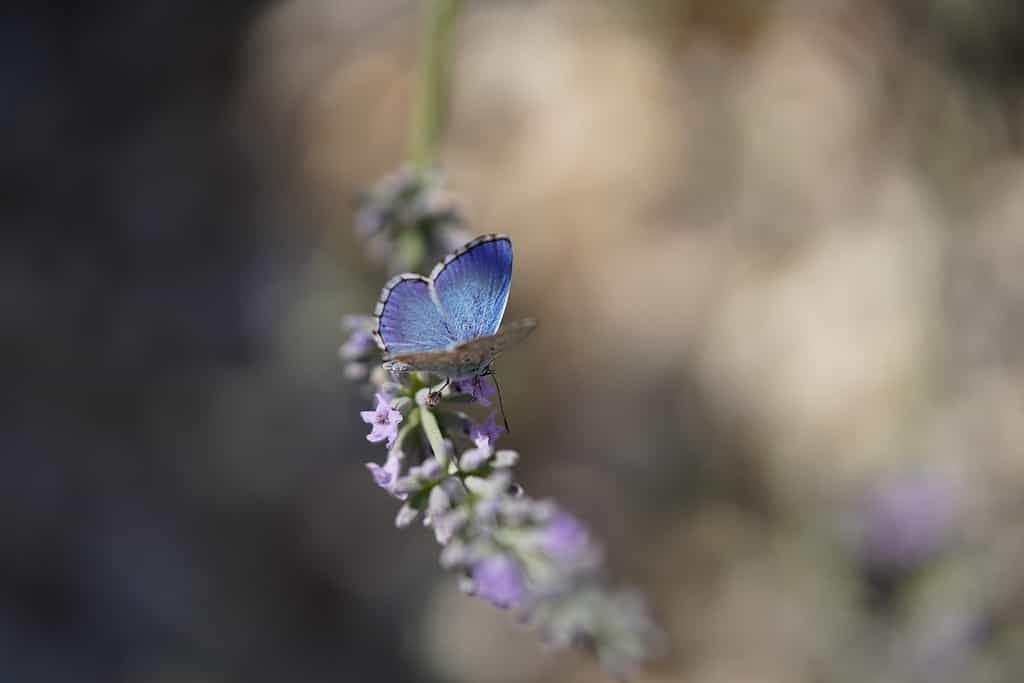A macro shallow focus shot of a blue butterfly standing on lavender flower on a sunny day on a blurred background