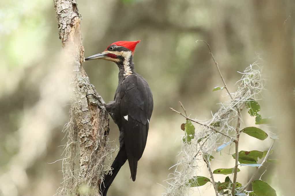 Closeup of the ivory-billed woodpecker, Campephilus principalis.
