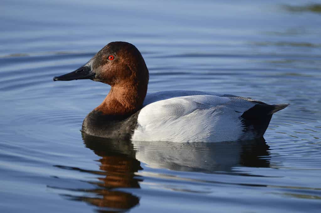 Selective focus shot of a swimming canvasback