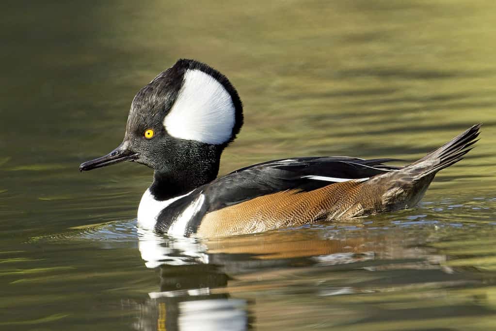 Pretty hooded merganser swimming in a pond.