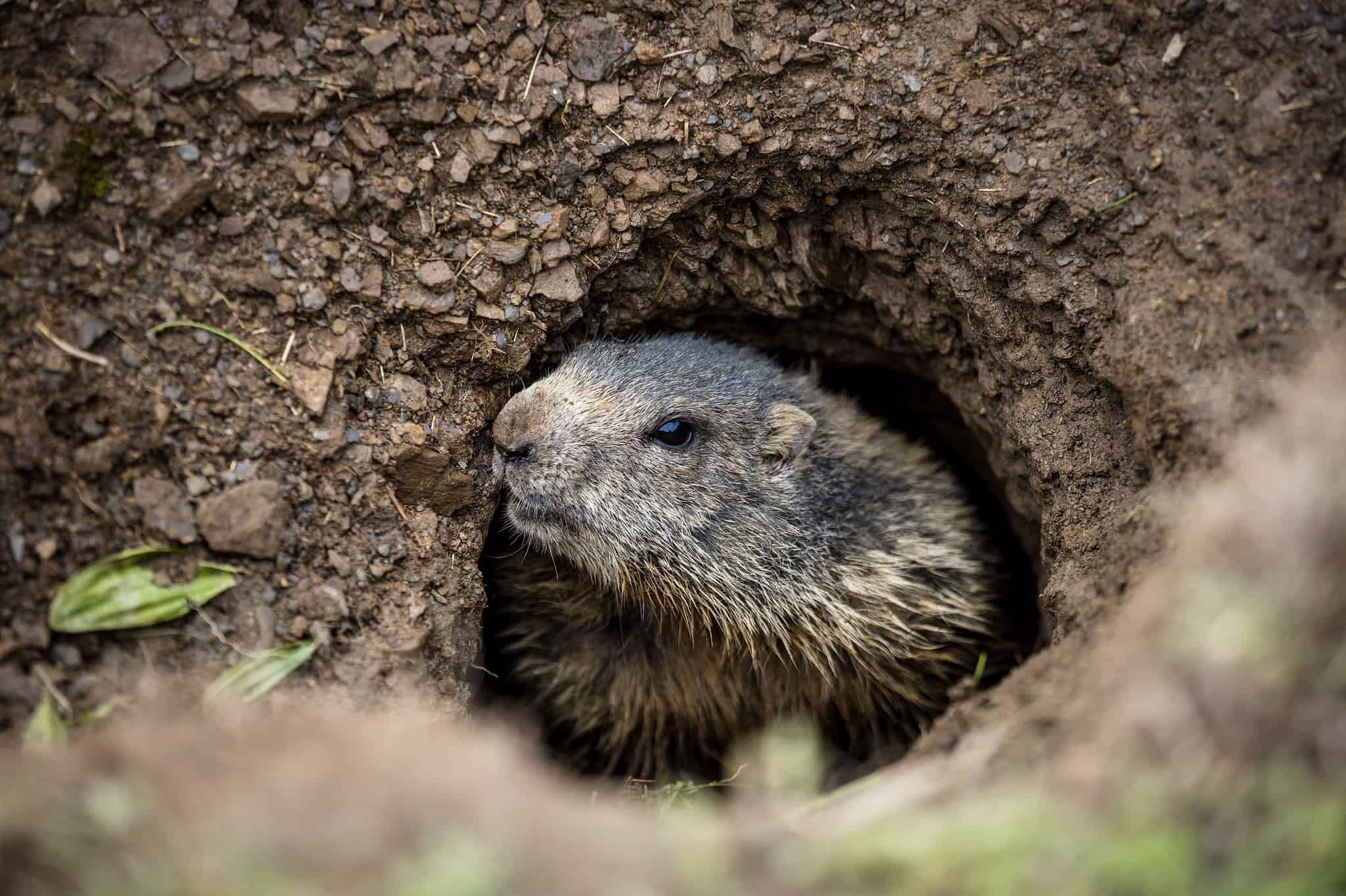 Discover 9 Smells Groundhogs Absolutely Hate and Keep Them Out of Your