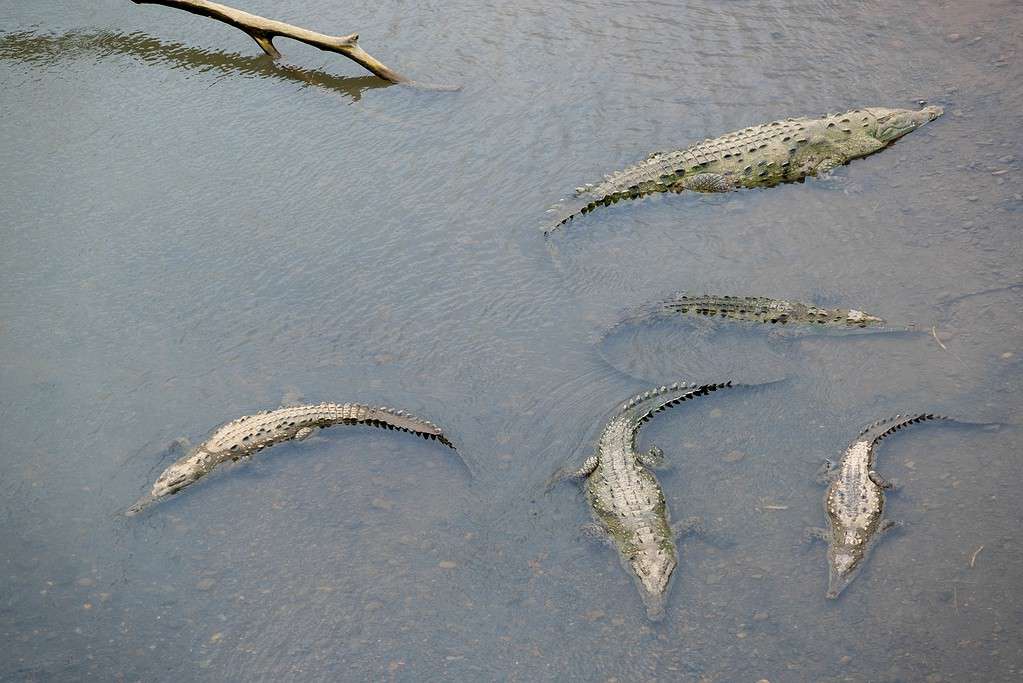 High angle shot of scary giant alligators swimming in the lake