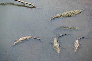 Discover Why One Georgia River Is Becoming Infested With Alligators Picture