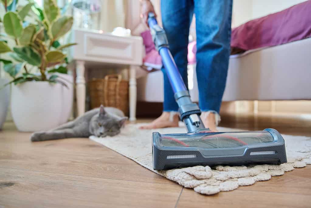 Cleaning house with vacuum cleaner, female with pet cat