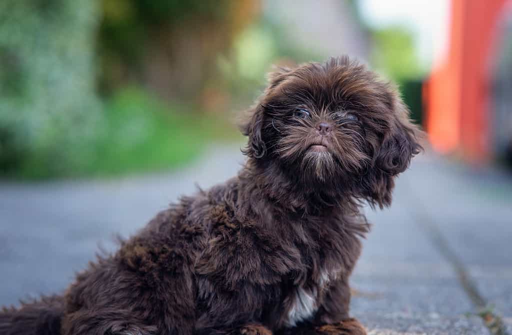 Closeup of a cute Shih-Poo dog