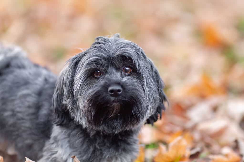 Portrait of an young havanese dog, gray cute small dog close up