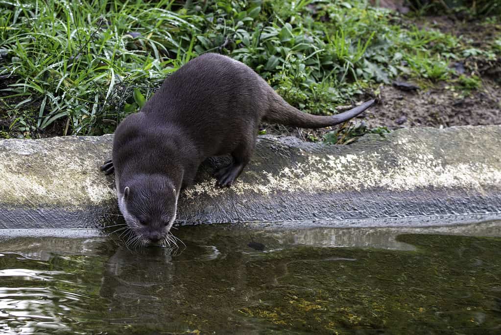 Hairy-nosed otter, a semiaquatic mammal endemic to Southeast Asia