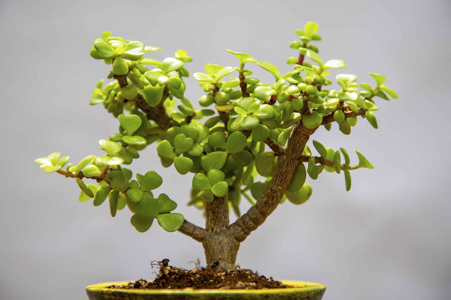 Bonsai Tree Meaning, Symbolism, and Significance