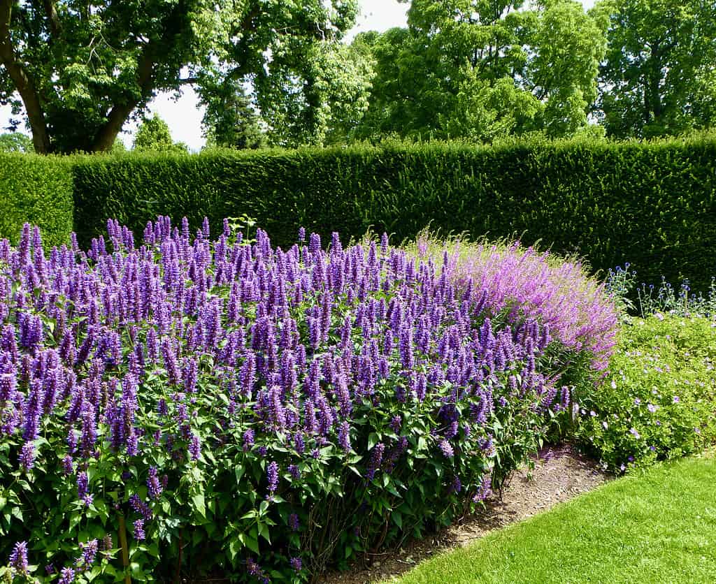 Hedge of purple Agastache in a garden