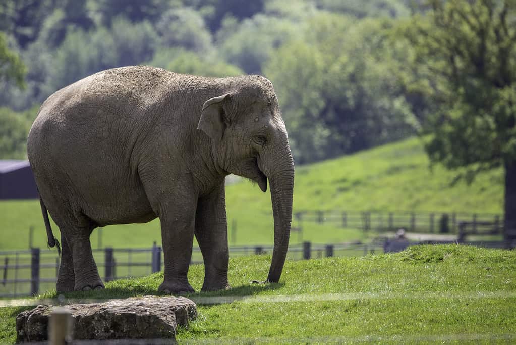 Beautiful view of an adult elephant walking in ZSL Whipsnade Zoo, United Kingdo