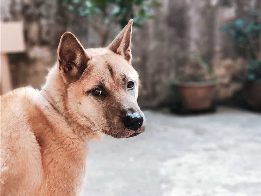 Closeup of an adorable Korean Jindo on a blurred background