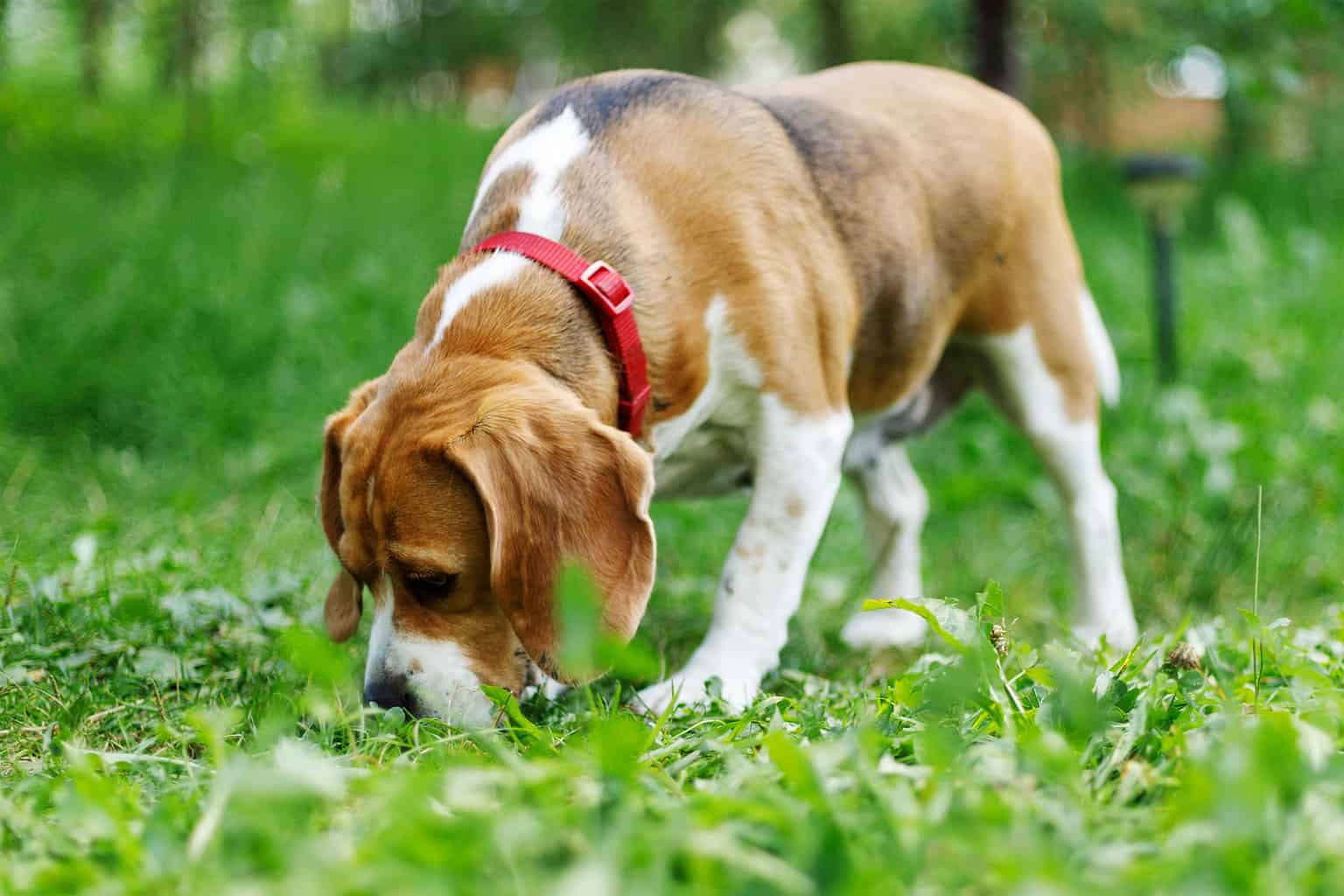 Discover How Far Dogs Can Smell A Scent Photo Inspiration