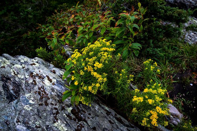 Grass-leaved goldenrod (Euthamia graminifolia) at the Norman Bird Sanctuary, Middletown, RI, USA