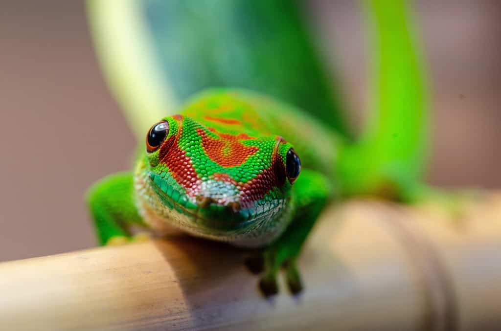Beautiful shot of a blue-tailed day gecko