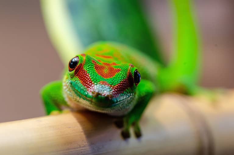 Beautiful shot of a blue-tailed day gecko