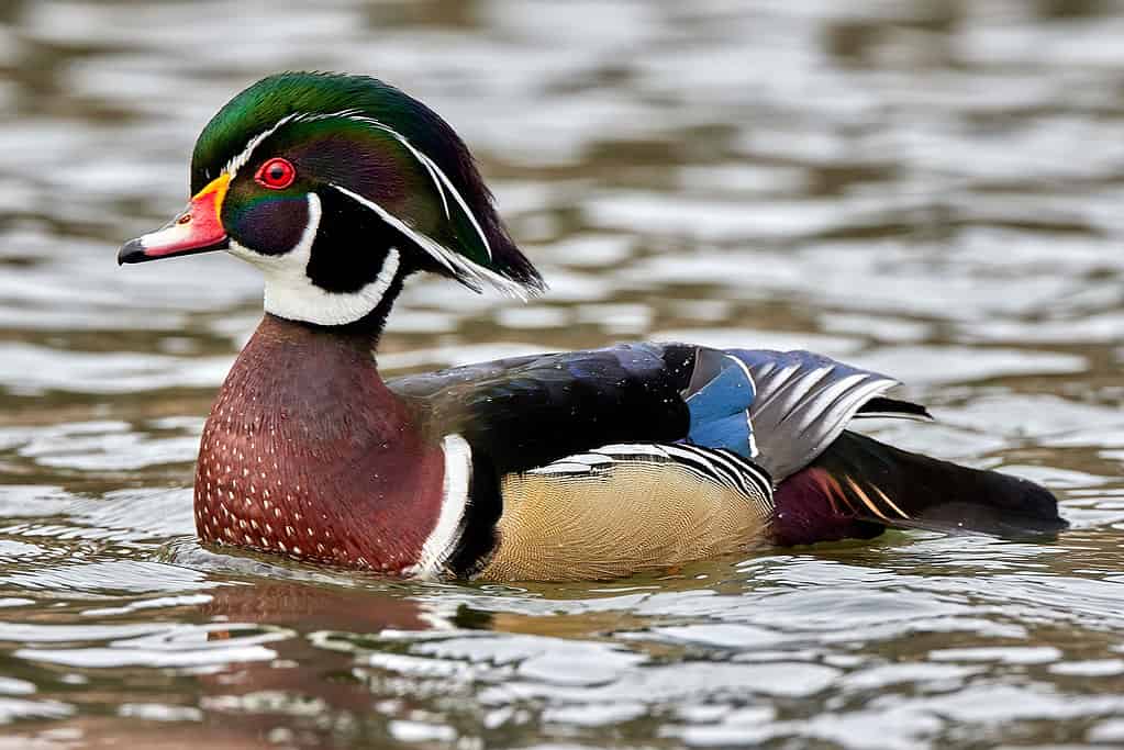 Closeup of the wood duck or Carolina duck. Aix sponsa.