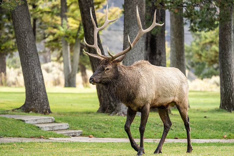 Male Elk walking across grassy area in Mammoth Hotsprings, Yellowstone National Park