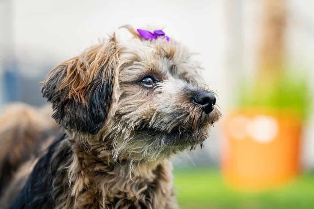 Close up of a Havanese dog (Canis lupus familiaris) with a purple bow on blurred background