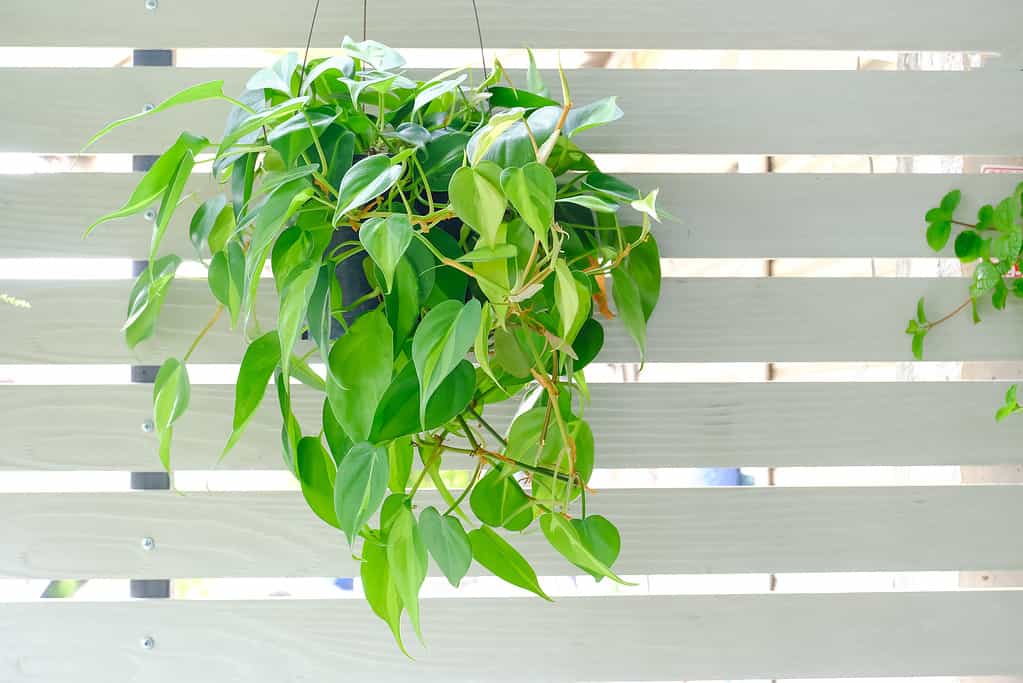 Philodendron Brasil (Philodendron Hederaceum Scandens Brasil) hang on white wall. Tropical creeper house plant with yellow stripes in flowerpot. Houseplant care concept for modern interior decoration
