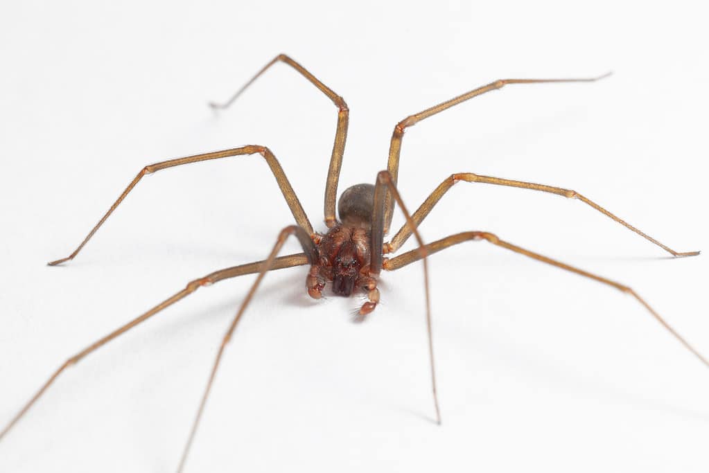 Male Brown Recluse Spider - poisonous Loxoceles reclusa arachnid