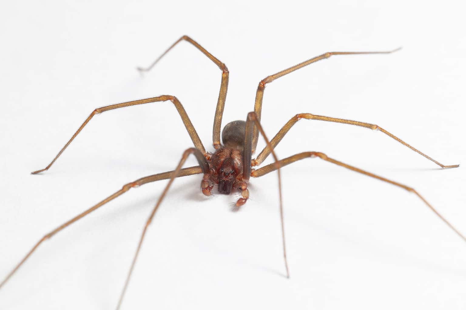 Male vs. Female Brown Recluse Spiders: How to Spot the Differences - A ...
